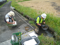 貝の採取と水路の調査