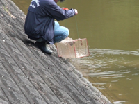 ウシモツゴの捕獲作業